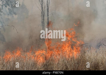 Conseil Régional Eshkol, Israël. 17 juillet, 2018. Les pompiers, le KKL forest rangers et des soldats combattre côte à côte pour éteindre un feu de forêt à l'ouest du kibboutz Beéri, dans le conseil régional Eshkol, près de la bande de Gaza, enflammé par des bombes incendiaires et explosifs livrés par les cerfs-volants ou des ballons gonflés à l'hélium de la bande de Gaza en Israël. Plus de 50 kilomètres carrés de champs agricoles et forestières ont été incendiés dans une vague d'incendies criminels, le terrorisme palestinien maintenant dans son quatrième mois. Credit : Alon Nir/Alamy Live News Banque D'Images