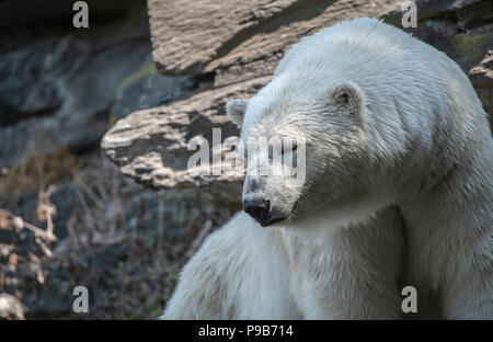 Berlin, Allemagne. 17 juillet, 2018. L'ours polaire se trouve Wolodja à l'ombre à son enclos au du Tiergarten (lit. animal park). Crédit : Paul Zinken/dpa/Alamy Live News Banque D'Images