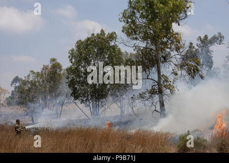 Conseil Régional Eshkol, Israël. 17 juillet, 2018. Les pompiers, le KKL forest rangers et des soldats combattre côte à côte pour éteindre un feu de forêt à l'ouest du kibboutz Beéri, dans le conseil régional Eshkol, près de la bande de Gaza, enflammé par des bombes incendiaires et explosifs livrés par les cerfs-volants ou des ballons gonflés à l'hélium de la bande de Gaza en Israël. Plus de 50 kilomètres carrés de champs agricoles et forestières ont été incendiés dans une vague d'incendies criminels, le terrorisme palestinien maintenant dans son quatrième mois. Credit : Alon Nir/Alamy Live News Banque D'Images