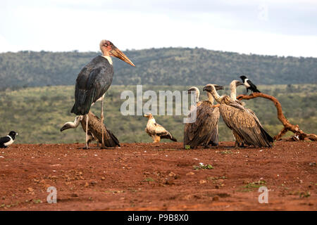 Variété d'oiseaux nécrophages africains à un site d'alimentation en Afrique du Sud Banque D'Images