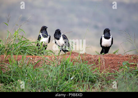 Trois Corbeaux Corvus albus Pied sur le sol à un site d'évacuation commun sur une réserve de chasse en Afrique du Sud Banque D'Images