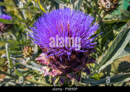 Gros plan d'une fleur de cardon (Cynara cardunculus) Banque D'Images