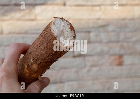 Le manioc (Manihot esculenta), mandioc, (espagnol : mandioca, Guarani : mandi'o) et non traités, les racines, les racines de manioc tient la main, Asuncion, Paraguay Banque D'Images