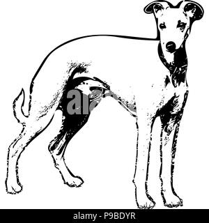 Le noir et blanc graphique vectoriel de Whippet sur-côté. Illustration de Vecteur