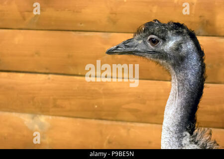 Emu australiens Funny cute dans une cage en bois au jardin zoologique Banque D'Images