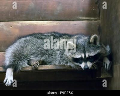 Funny fluffy raton laveur couché dans une cage en bois au jardin zoologique Banque D'Images