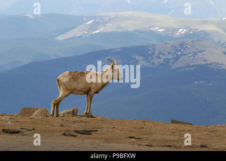 Mouflons sur Mount Evans, colorado Banque D'Images