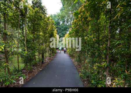 Deux personnes se promènent le long d'un chemin planté de grands arbres sur les côtés des jardins botaniques de Singapour. Banque D'Images