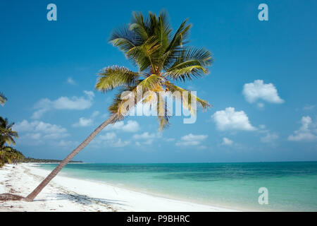 Paradise Island - palmiers qui pèsent sur sa plage de sable blanc avec une eau turquoise Banque D'Images