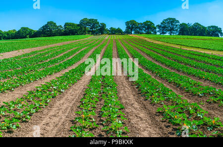 Vue sur la campagne anglaise avec des courgettes qui poussent dans le champ dans le Middlesex, Royaume-Uni Banque D'Images