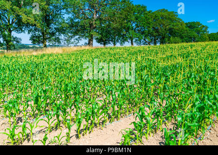 Plants de maïs, grwoing sur le champ dans le Middlesex, Royaume-Uni Banque D'Images