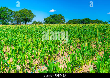 Plants de maïs, grwoing sur le champ dans le Middlesex, Royaume-Uni Banque D'Images