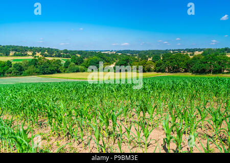 Vue sur la campagne anglaise avec des plants de maïs dans le champ dans le Middlesex, Royaume-Uni Banque D'Images