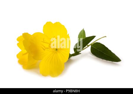 Onagre commune flower isolated on white Banque D'Images