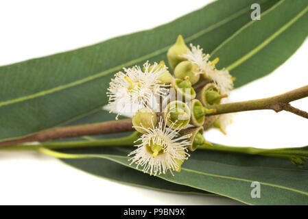 Branche d'Eucalyptus avec des fleurs isolated on white Banque D'Images