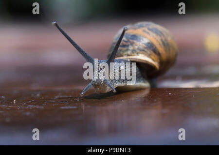 Jardin commun escargot, Cornu, aspersu avec lent déplacement vers l'appareil photo. Gros plan macro. Banque D'Images