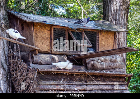 Grande maison en bois Oiseau Pigeon sur l'arbre dans le parc naturel ou zoo. Pigeonnier avec groupe de beaux pigeons à l'ombre reposante. Close up, selective focus Banque D'Images