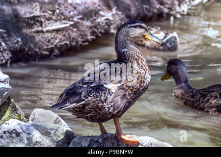 Canard colvert Anas platyrhynchos ou debout sur une pierre près de l'eau et de poser dans la nature. Concept d'oiseaux sauvages. Close up, selective focus Banque D'Images