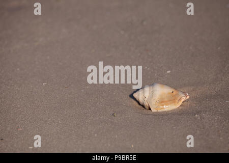 La lutte contre la Floride Strombus conch shell alatus dans le sable en face de l'océan Banque D'Images