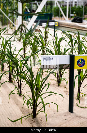 Millet plantes poussant dans le sable dans des conditions expérimentales à Epcot Center est la terre. Derrière les coulisses. Orlando, Floride, USA Banque D'Images