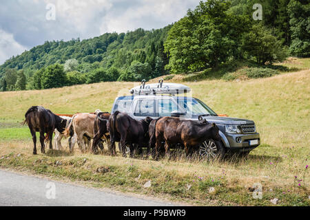 Range Rover Discovery entouré par du bétail dans un champ. Banque D'Images