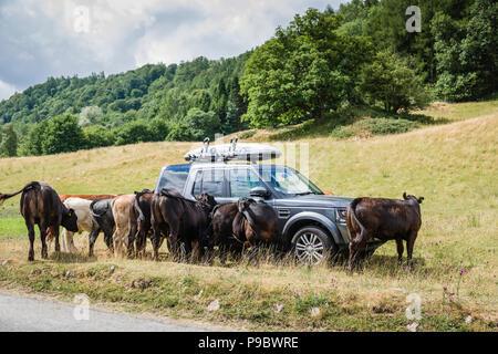 Range Rover Discovery entouré par du bétail dans un champ. Banque D'Images