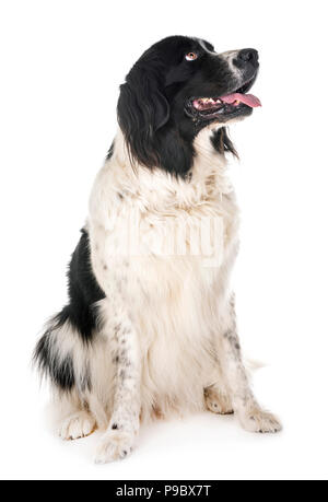 Landseer jeunes in front of white background Banque D'Images
