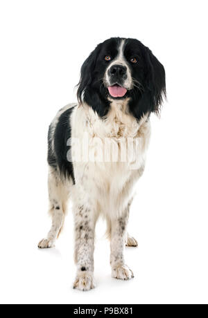 Landseer jeunes in front of white background Banque D'Images