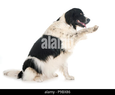 Landseer jeunes in front of white background Banque D'Images