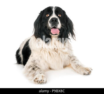 Landseer jeunes in front of white background Banque D'Images