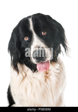 Landseer jeunes in front of white background Banque D'Images