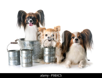 Papillon chien, Chihuahua et cuisson accessoire in front of white background Banque D'Images