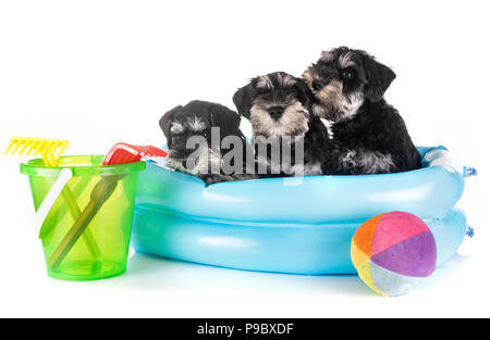 Chiots Schnauzer nain in front of white background Banque D'Images