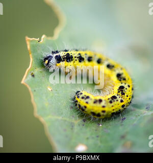 Pieris brassicae ravageur caterpillar eating feuille. Profondeur de champ Banque D'Images