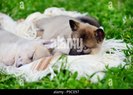 Deux mignon chiots Laika de Sibérie sur la couverture Banque D'Images