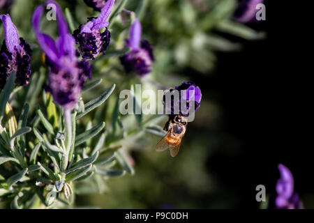 Une abeille en herbe visites rosemary fleurs dans un parc à Yokohama Banque D'Images