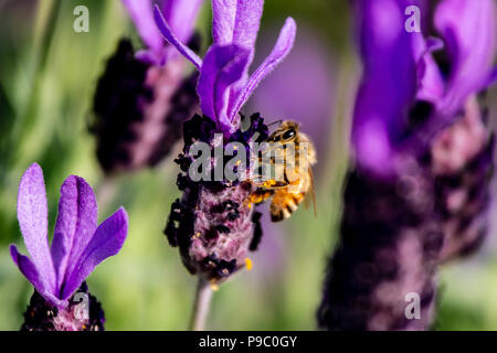 Une abeille en herbe visites rosemary fleurs dans un parc à Yokohama Banque D'Images