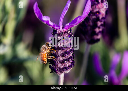 Une abeille en herbe visites rosemary fleurs dans un parc à Yokohama Banque D'Images