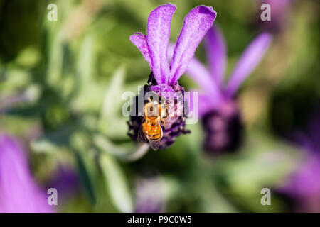 Une abeille en herbe visites rosemary fleurs dans un parc à Yokohama Banque D'Images