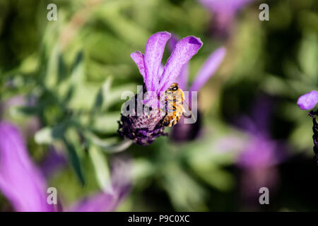 Une abeille en herbe visites rosemary fleurs dans un parc à Yokohama Banque D'Images