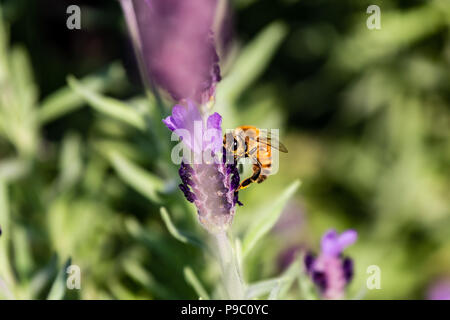 Une abeille en herbe visites rosemary fleurs dans un parc à Yokohama Banque D'Images