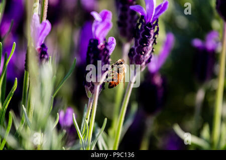 Une abeille en herbe visites rosemary fleurs dans un parc à Yokohama Banque D'Images