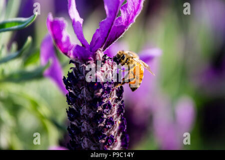 Une abeille en herbe visites rosemary fleurs dans un parc à Yokohama Banque D'Images