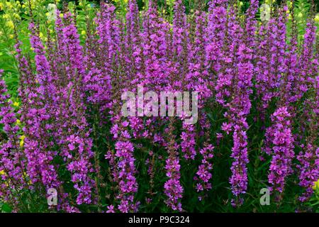 Dropmoe La salicaire Lythrum virgatum fleurs Banque D'Images