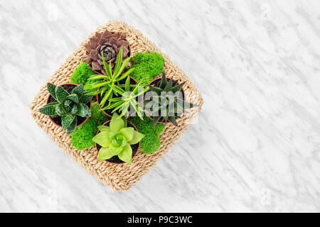 Décoration d'arrangement avec les plantes succulentes et moss, sur en arrière-plan. Banque D'Images