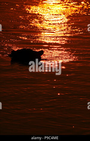 Hippopotame, Hippopotamus amphibious. Fleuve Zambèze. Mana Pools National Park. Zimbabwe Banque D'Images