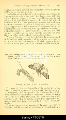 Un manuel d'insectes nuisibles avec les méthodes de prévention et de réparation pour leurs attaques aux cultures vivrières, les arbres forestiers, et des fruits (page 199) . Banque D'Images