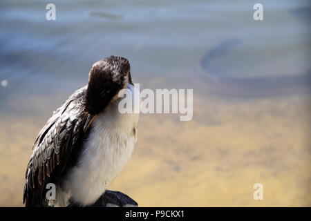 Aigrette garzette se lissant les plumes (Phalacrocorax) Banque D'Images