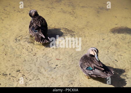 Pacific Canard noir (Anas superciliosa) Le toilettage le long de rivière Banque D'Images