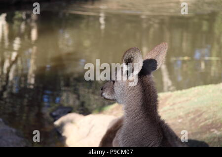 Joey Kangourou Gris (Macropus giganteus) Banque D'Images